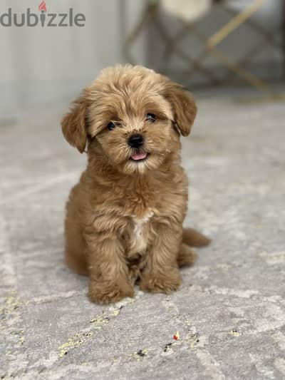 Maltipoo poodle مالتيبو بودل