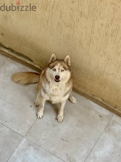 2 Serbian Huskies for Adoption