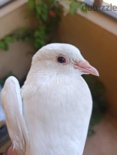 نتاية لاكن فرنساوي للبيع