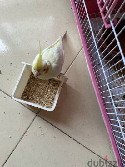 نتايه صغيره تدريب خفيف