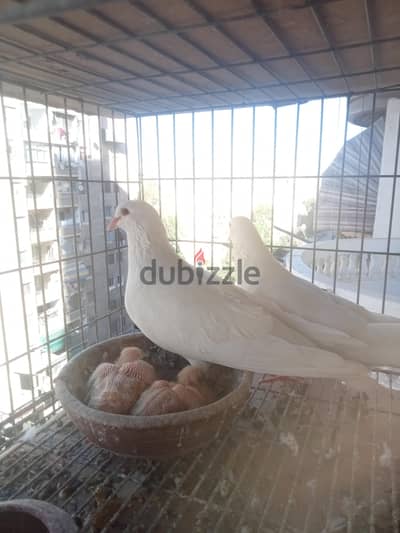 قص معاه عياله البيع بدون زغاليل  لاحم
