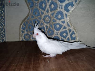 عصافير صحه وجمال اللهم بارك