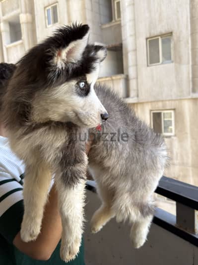 نتايه هاسكي لونج هير عيون زرقا