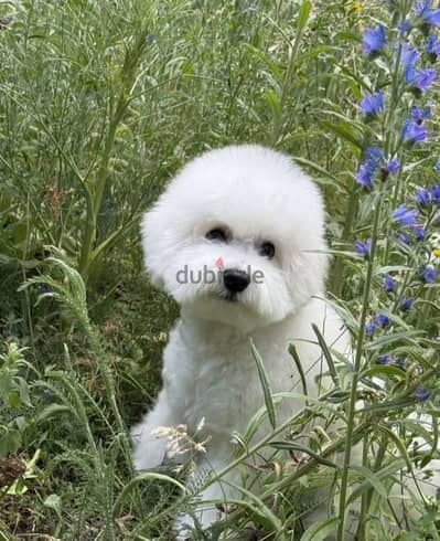 Bichon Frise puppy female from Russia
