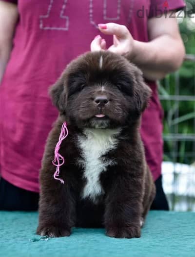 Newfoundland puppies from Russia