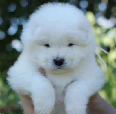 Samoyed puppy male from Russia