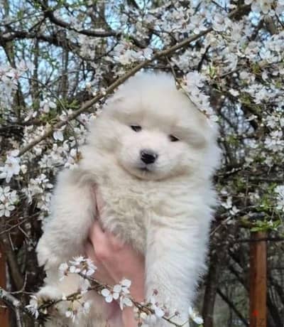 Samoyed puppy boy from Russia