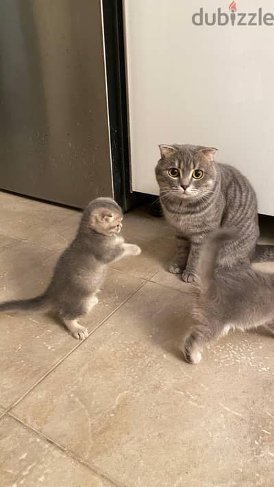 Scottish Fold cat