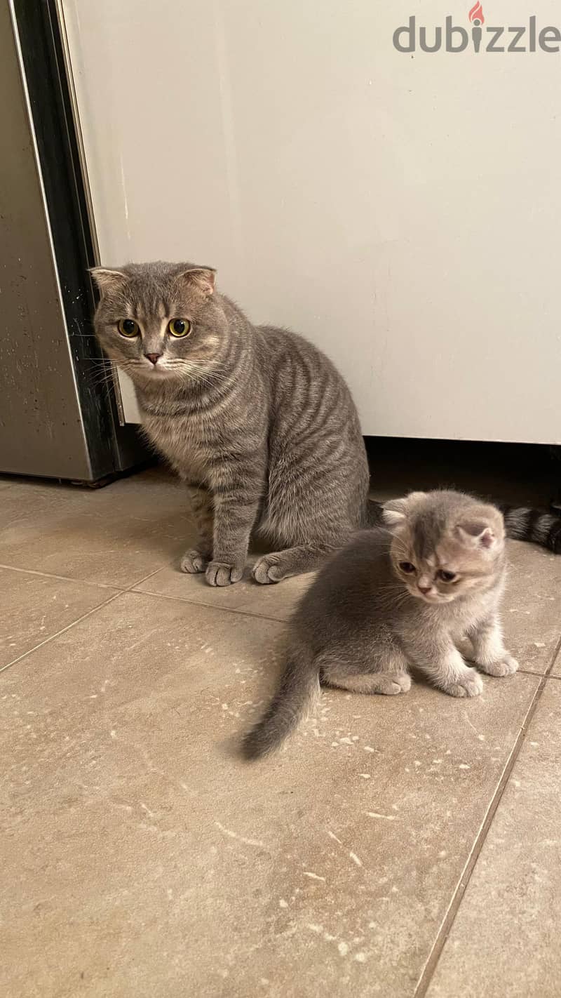 Scottish Fold cat 1