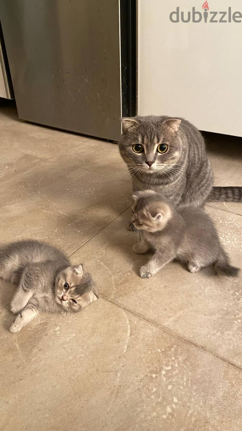 Scottish Fold cat 2
