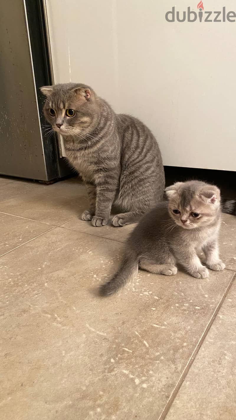 Scottish Fold cat 3