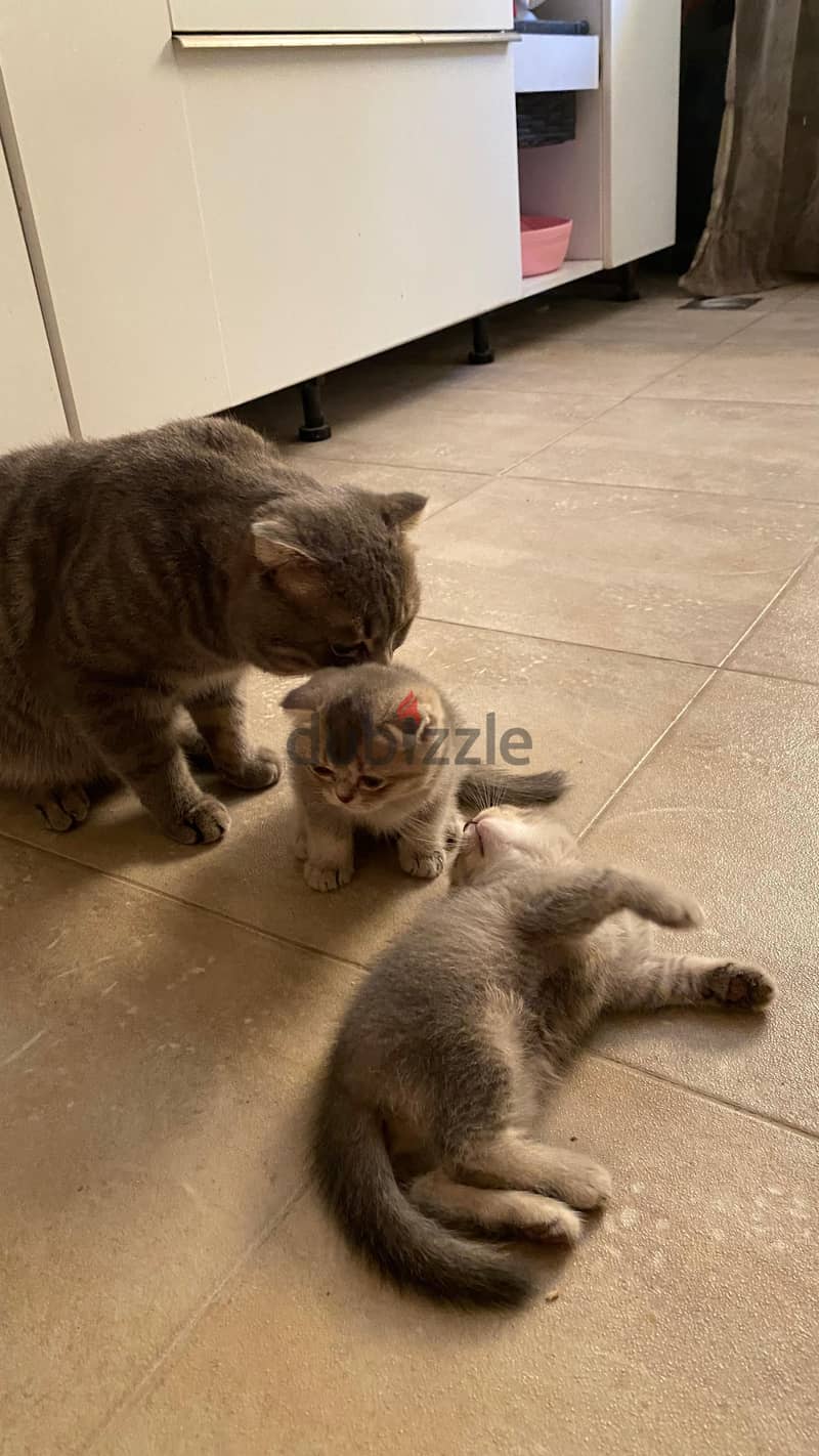 Scottish Fold cat 4