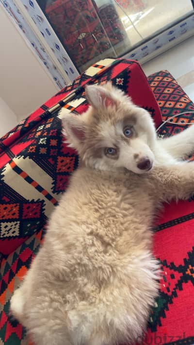 Husky for sell