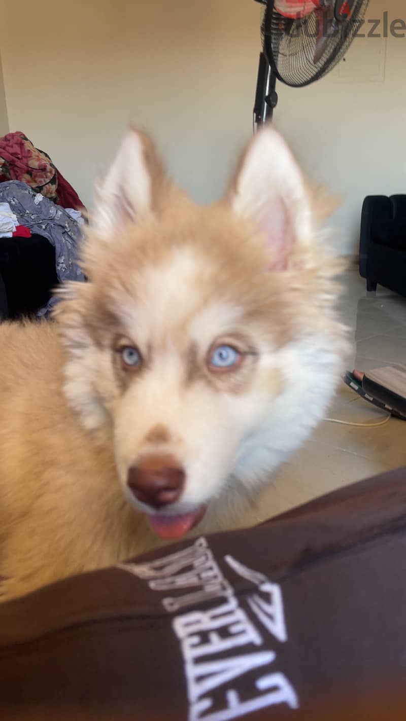 Husky for sell 1