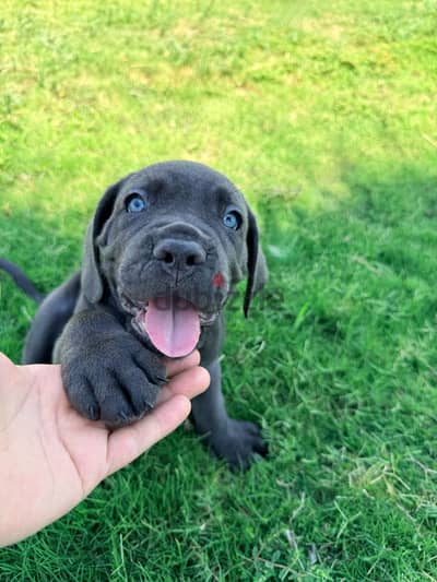 Cane corso