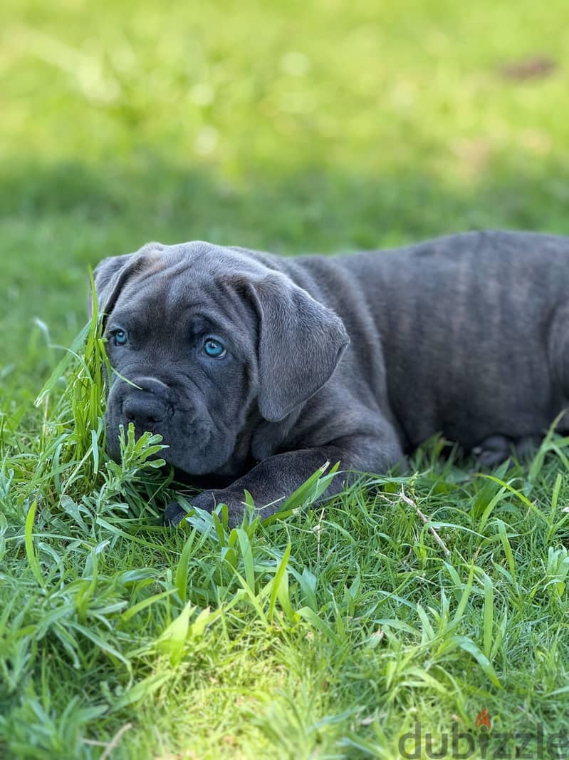 Cane corso 1