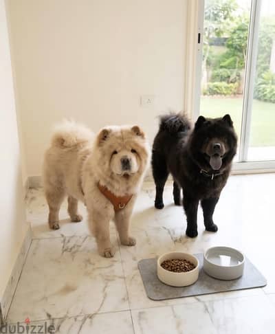 زوج تشاو تشاو (Chow Chow) مميز