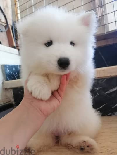 Female samoyed dog for sale 