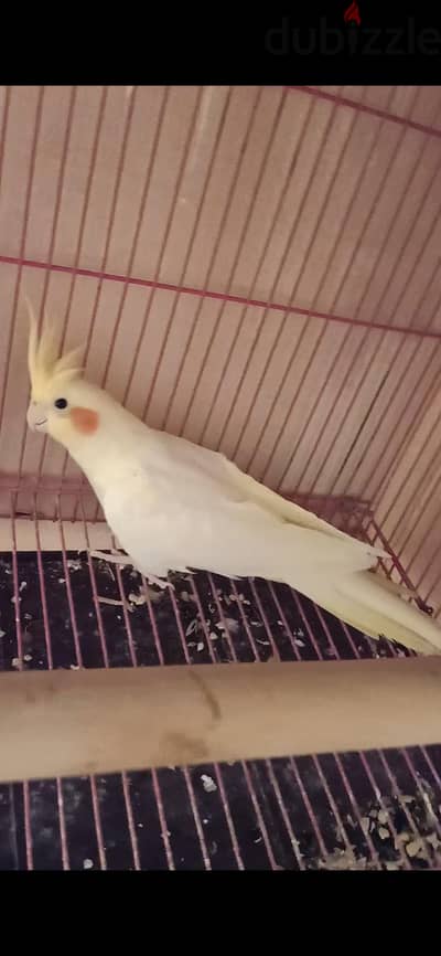 نتايه بصمه بخد رامب فوق الديل