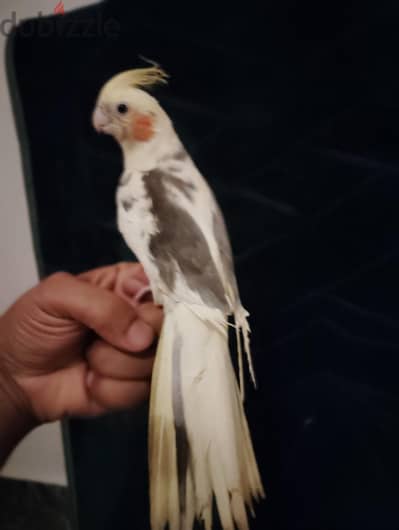 كوكتيل اليف