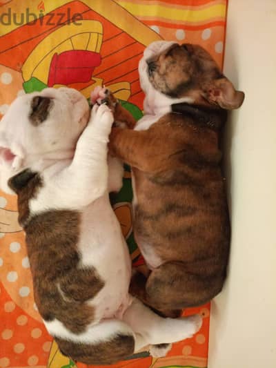 English Bulldog Puppies