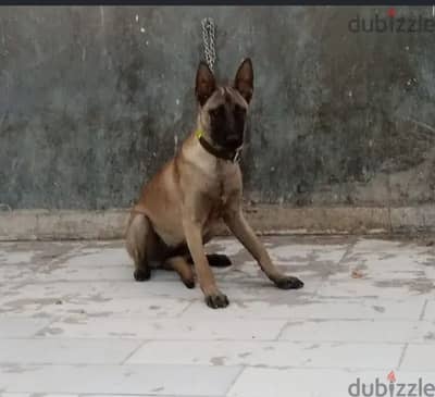 جرويه مالينو