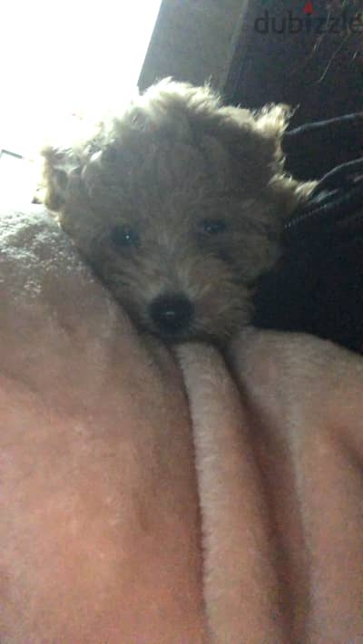 Mochi For adoption