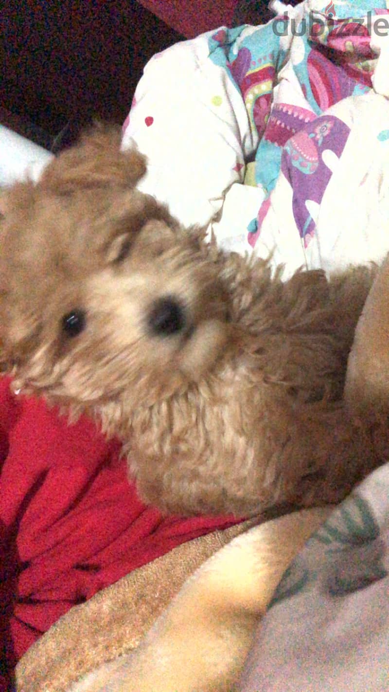 Mochi For adoption 1