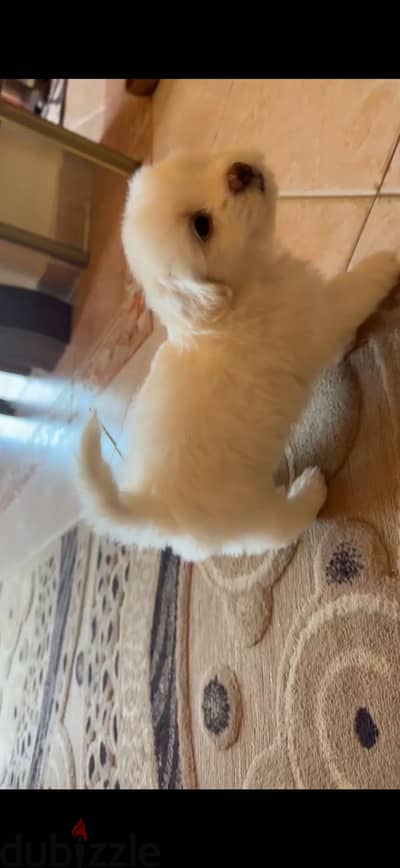 Mini Havanese x bichon