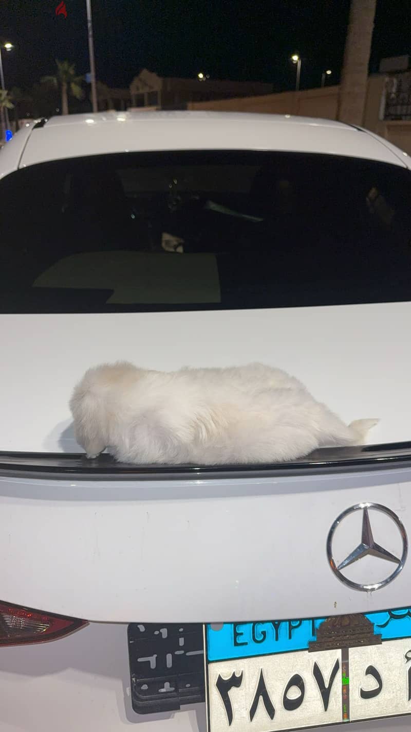 Mini Havanese x bichon 1