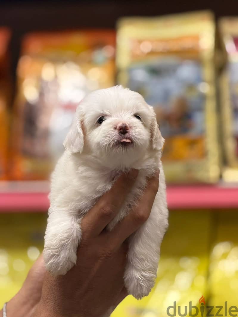 Mini Havanese x bichon 2