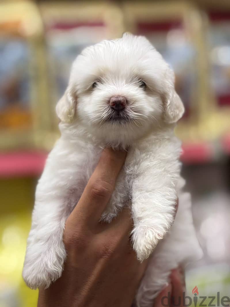 Mini Havanese x bichon 3