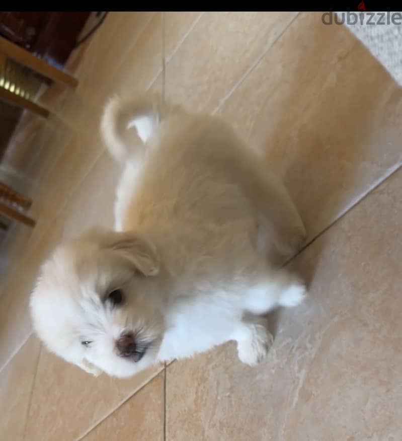 Mini Havanese x bichon 4