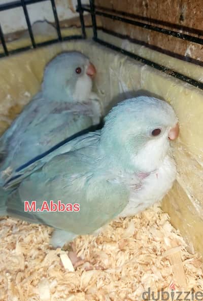 لعشاق التدريب و التأكيل  اليدوى والألوان بغبغانات كويكر باليد بلو