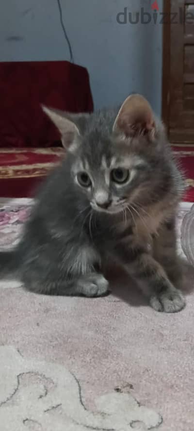 قط شيرازي  عمر ٣ شھور