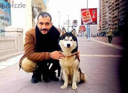 كلب هاسكي تربية بيتي