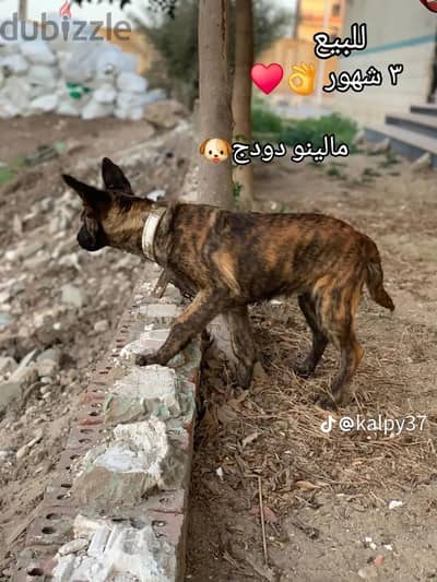 كلب مالينو دودج