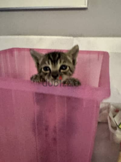 Grey baby kitten 4 weeks old for ADOPTION
