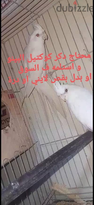 مطلوب دكر كوكتيل البينو