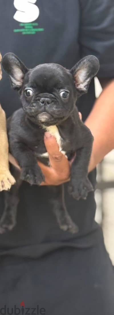 French Bulldog