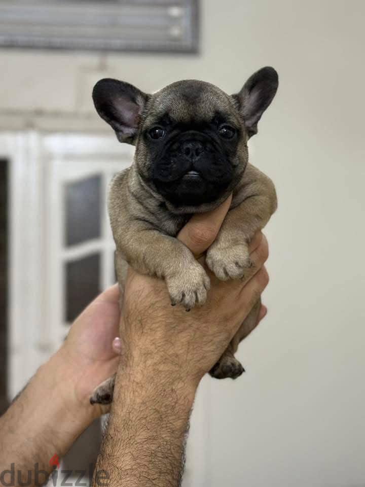 French Bulldog 1