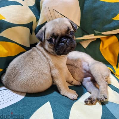 purebred Pug