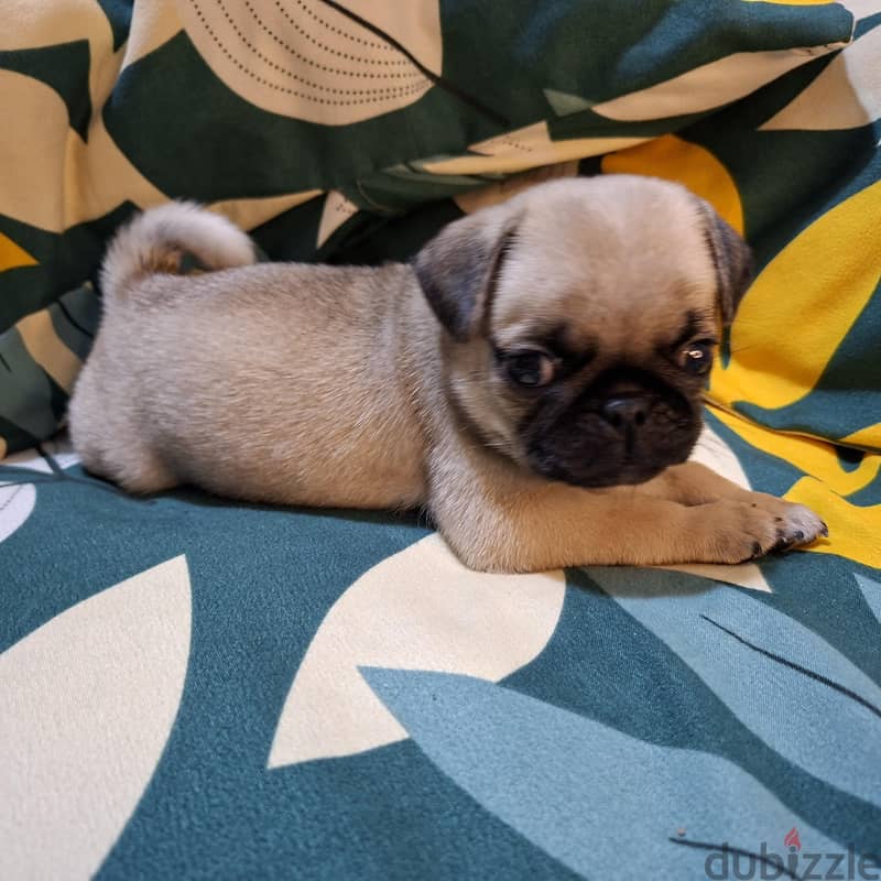 purebred Pug 1