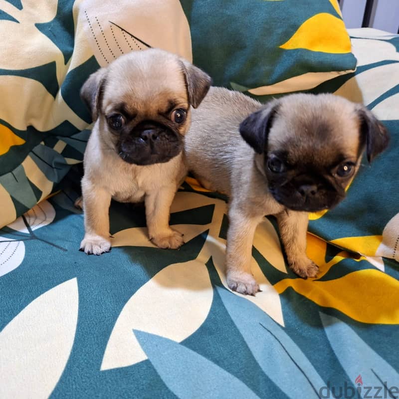 purebred Pug 2