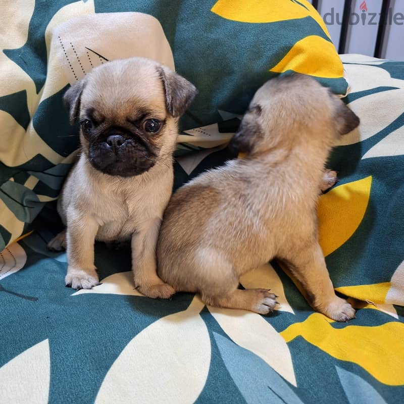 purebred Pug 3