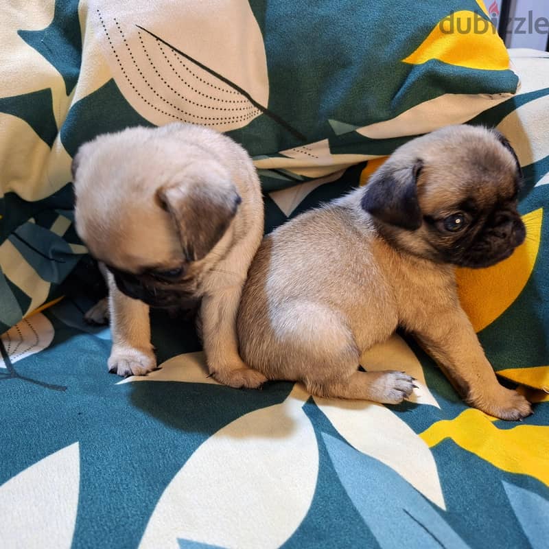 purebred Pug 4