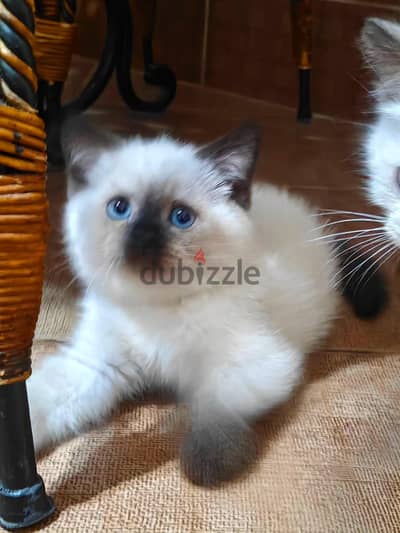 Seal point Scottish straight female 500اسكوتش سكوتش سيل بوينت