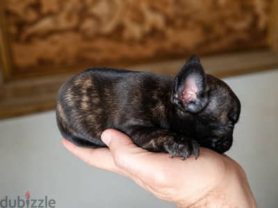 French bulldog