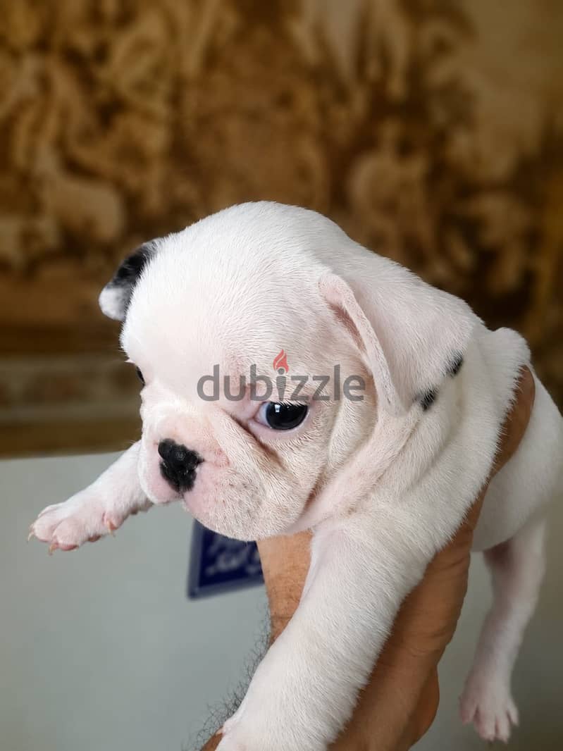 French bulldog 1