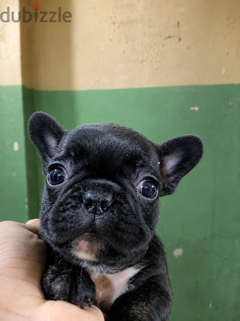 French bulldog 2